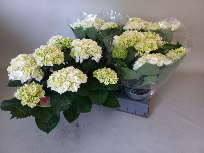 <h4>HYDR M CRYSTAL PALAC</h4>