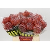 Nutans Scarlet Ribbon