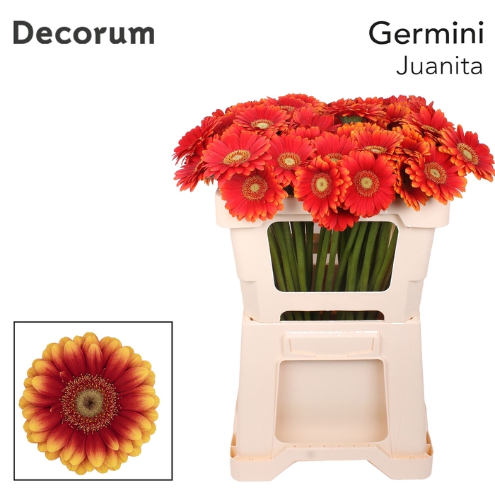 <h4>Germini Juanita Water x60</h4>