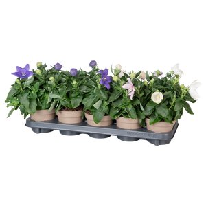 Platycodon Astra mix in tray