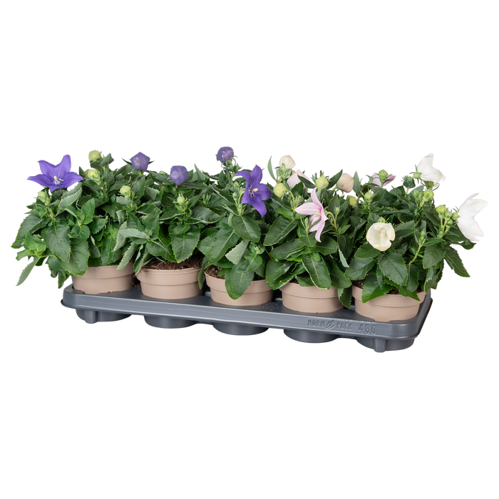 <h4>Platycodon Astra mix in tray</h4>