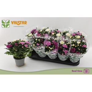 CHRYS DA VINC GEM PT