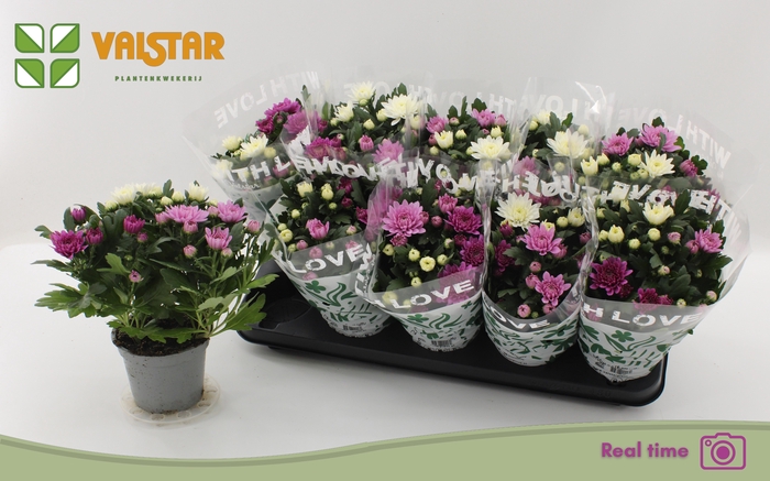 <h4>CHRYS DA VINC GEM PT</h4>