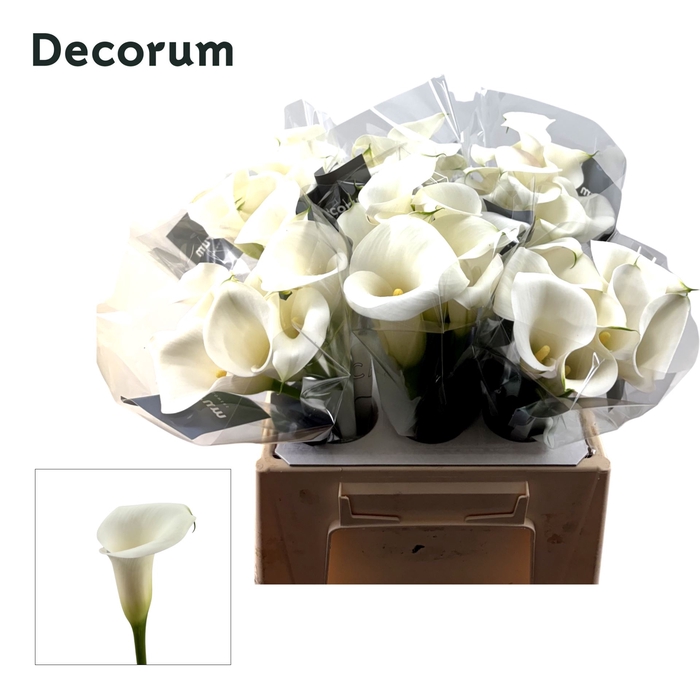 <h4>Calla Ivory Art</h4>