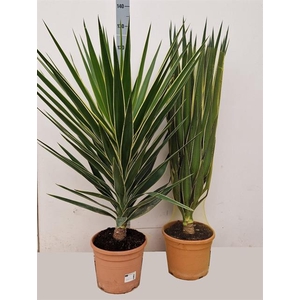 Yucca Gloriosa Variegata (Puck Head) 30Ø 115cm 1Head