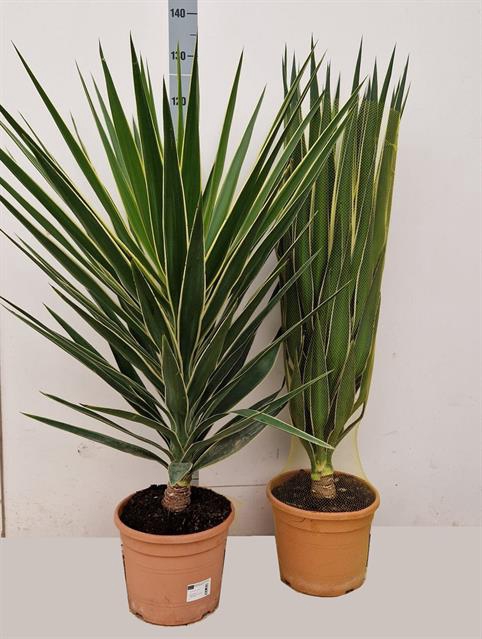 Yucca Gloriosa Variegata (Puck Head) 30Ø 115cm 1Head