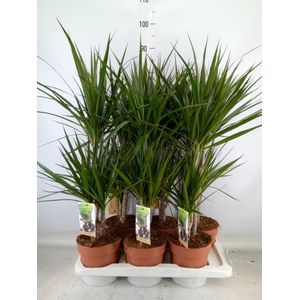 Dracaena marg.