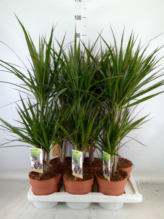 <h4>Dracaena marg.</h4>