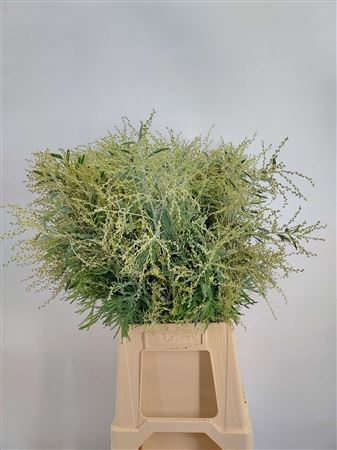 <h4>Acacia Pod Denisboden</h4>