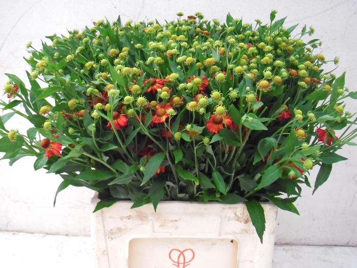 <h4>HELENIUM OVERIG HELEN OV</h4>