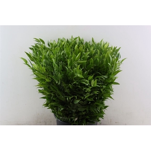 Ruscus Short 300gram P Bunch New