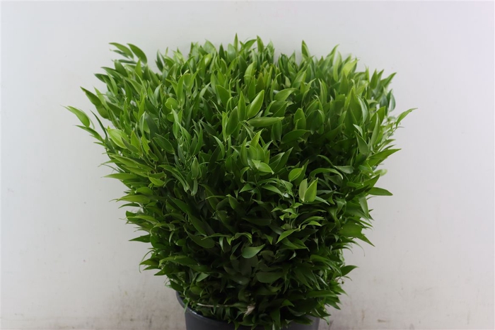 <h4>Ruscus Short 300gram P Bunch New</h4>