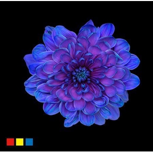 Chr T Altaj Slushpuppies