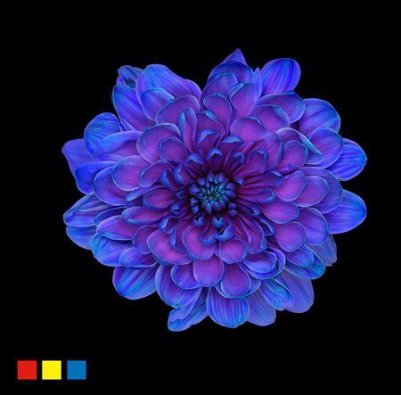 <h4>Chr T Altaj Slushpuppies</h4>