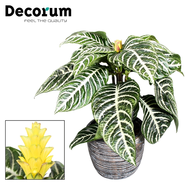 <h4>Aphelandra  Squarrosa Decorum robuuste pot</h4>