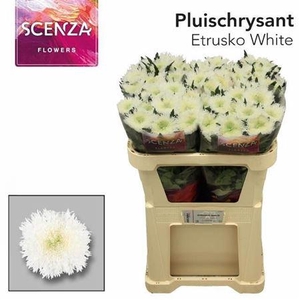 Chr G Etrusko White