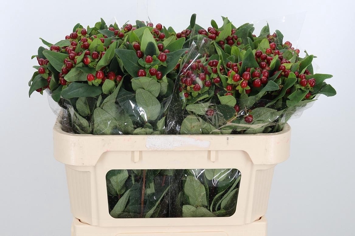 <h4>Hyp Mag Seasons</h4>