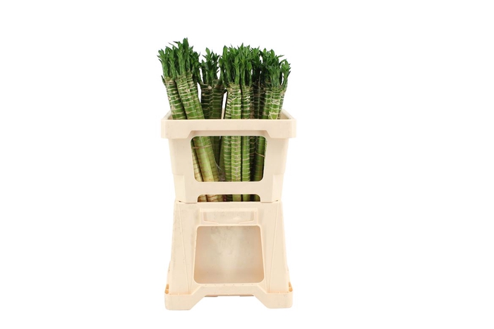 <h4>Lucky Tiger Bamboo Recht 50</h4>