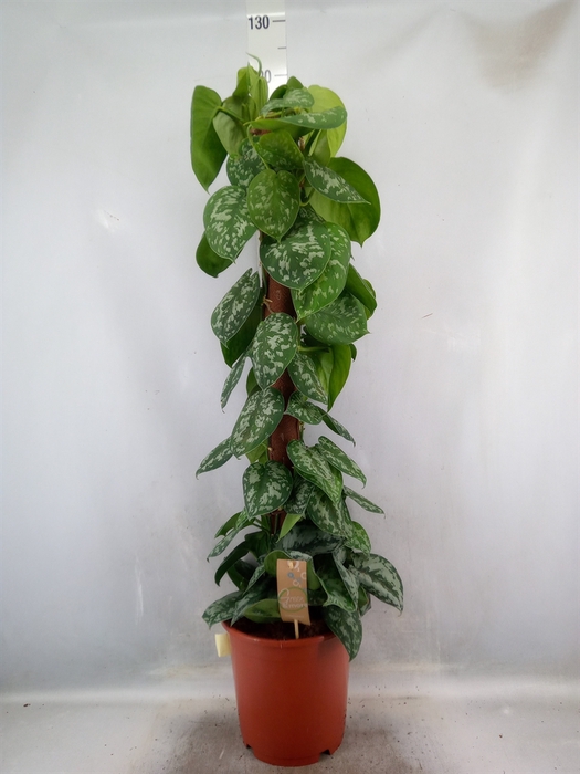 <h4>Scindapsus pictus 'Trebie'</h4>