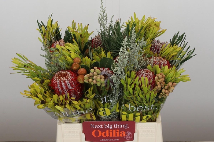 <h4>BQ Banksia Coccinea SFB</h4>