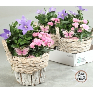ARR TUINPLANTEN
