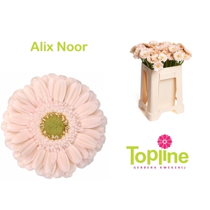 GE MI ALIX-NOOR