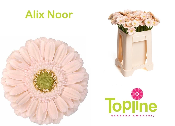 <h4>GE MI ALIX-NOOR</h4>