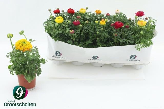 <h4>RANUN SPRINK DW GEM</h4>