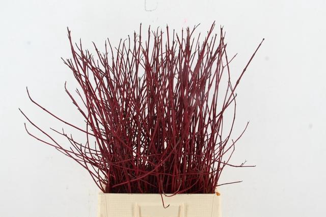 <h4>CORNUS ALBA SIBIRICA 080CM VERTAKT</h4>