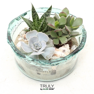 TRULY Succulent, beach - green glass