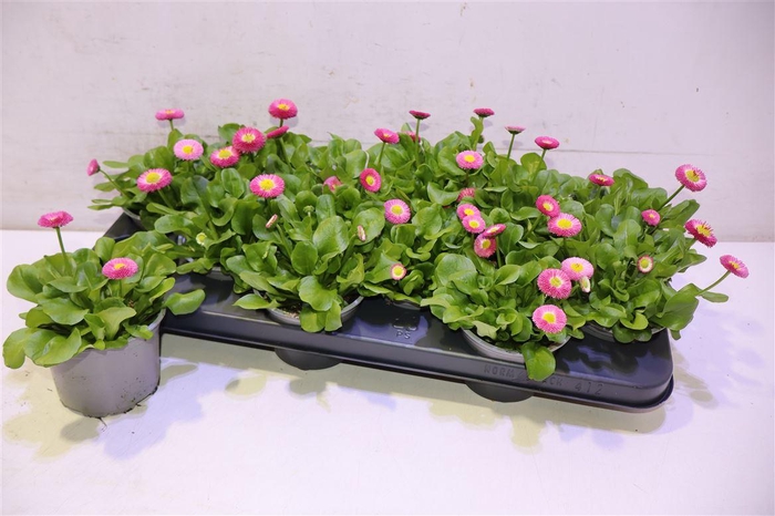 <h4>Bellis P Kl Ru Rose</h4>