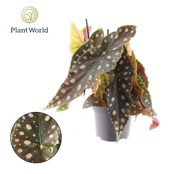 <h4>Begonia Maculata Mega Dot XL</h4>