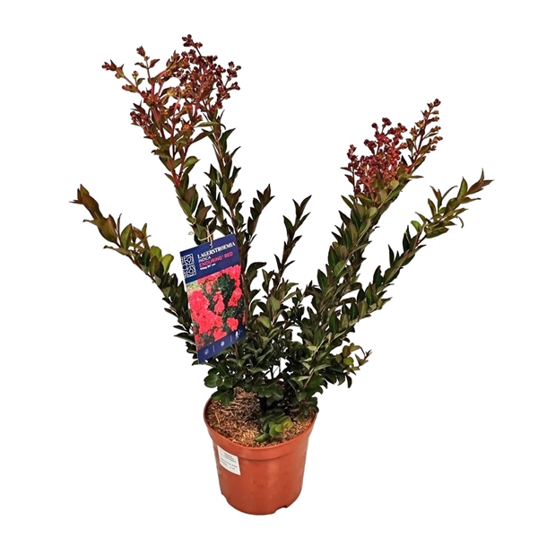 <h4>Lagerstroemia Indica Enduring Red Bush</h4>