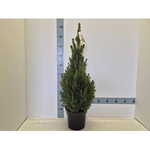 PICEA GL CONICA