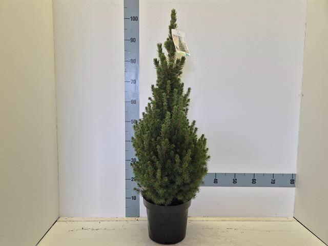 <h4>PICEA GL CONICA</h4>