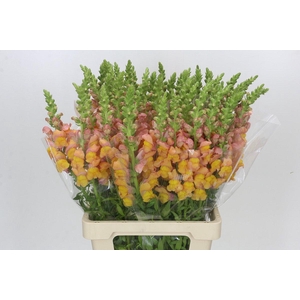 Antirrhinum Potomac Light Orange