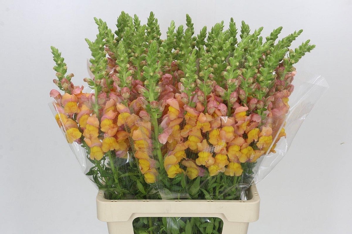 <h4>Antirrhinum Potomac Light Orange</h4>