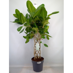 Ficus benghalensis 'Audrey'