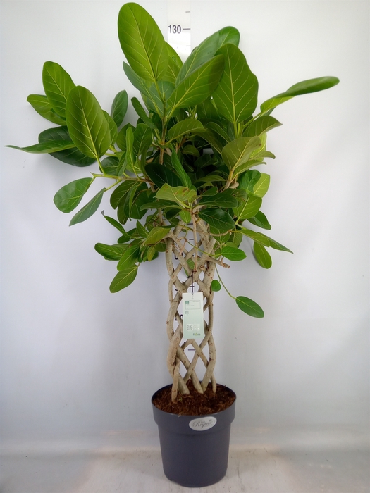 <h4>Ficus benghalensis 'Audrey'</h4>