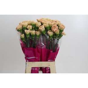 Dianthus St Lege Marrone