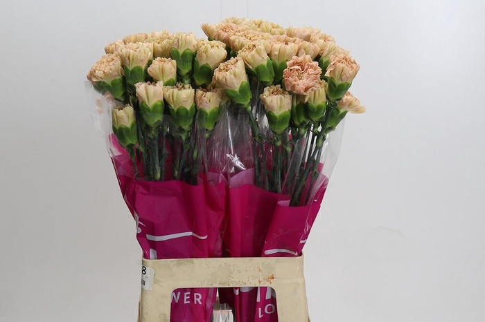 <h4>Dianthus St Lege Marrone</h4>