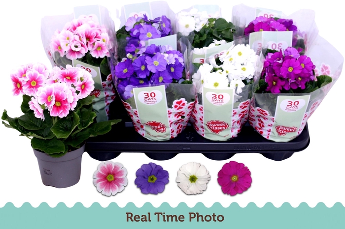 <h4>PRIM OB TM GEM</h4>