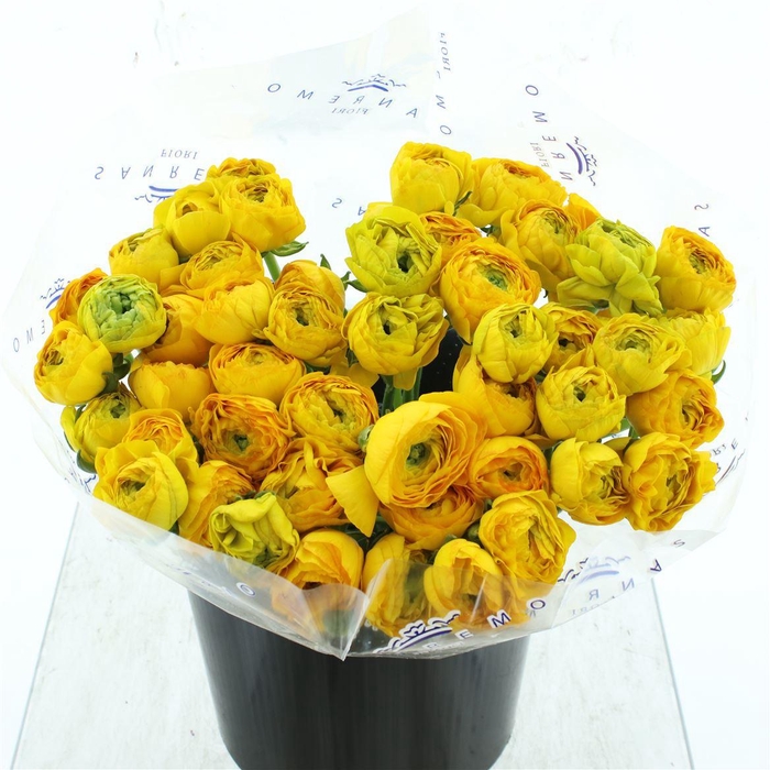 <h4>Ran Su Sr Gelb 122 Extra</h4>