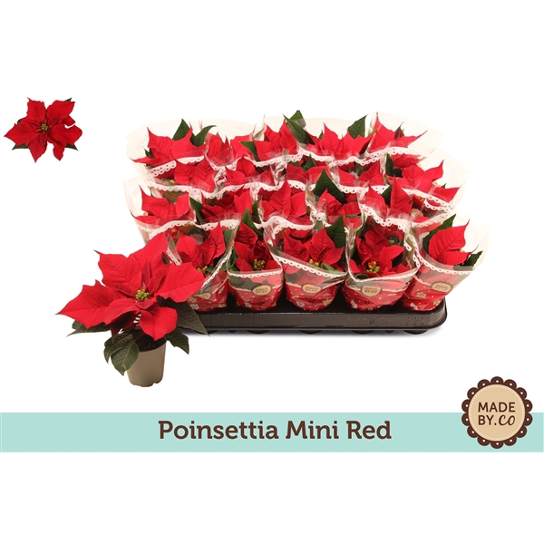 <h4>Euphorbia pulcherrima Christmas Feelings</h4>