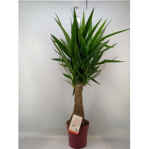 Yucca elephantipes   ...