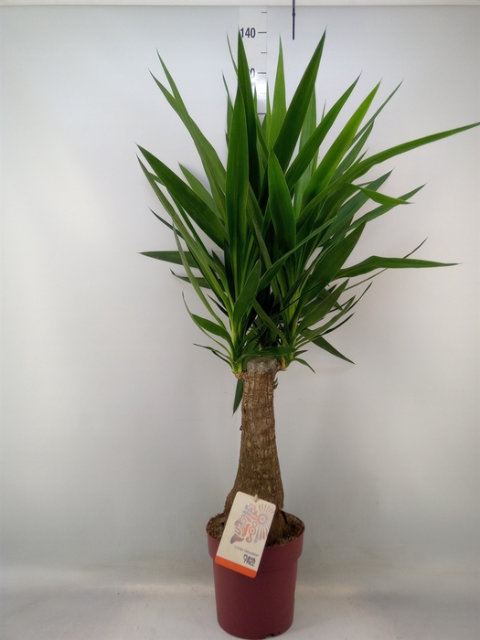 <h4>Yucca elephantipes   ...</h4>