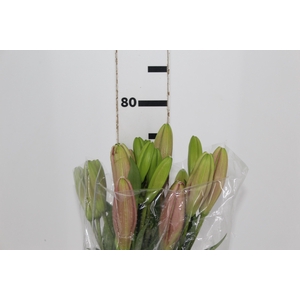 LIRIO BRINDISI 080 CM HT 2/3 FLS