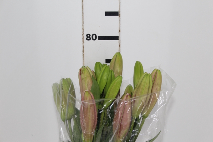 <h4>LIRIO BRINDISI 080 CM HT 2/3 FLS</h4>