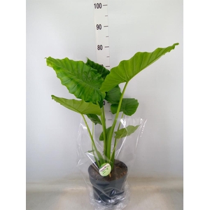 Alocasia gageana