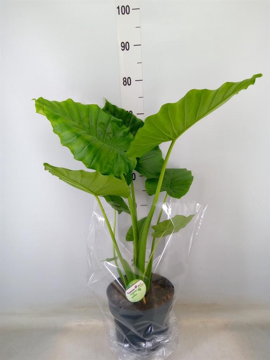 <h4>Alocasia gageana</h4>